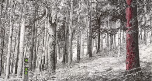 pencil drawing forest at glendalough